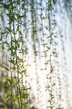 田埂上的守望者：十六载春秋，她如何让一粒种子改变“薯都”命运